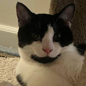 Domestic Short Hair Cats Available for Adoption in Granville, Ohio - Ted | PetCurious