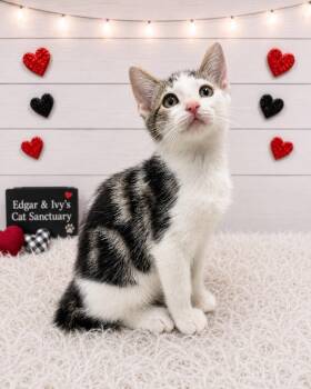 Gecko -  Domestic Short Hair Cat for Adoption in Corpus Christi, Texas - Gecko | PetCurious