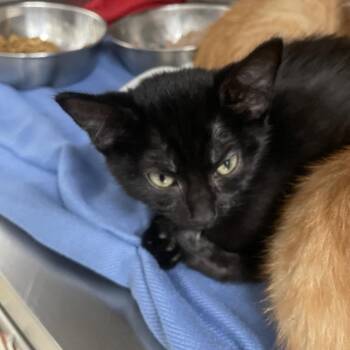 Bumper -  Domestic Short Hair Cat for Adoption in Gloucester, Virginia - Bumper | PetCurious