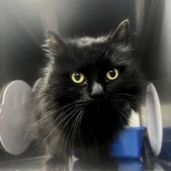 Domestic Long Hair Cats Available for Adoption - Lucy | PetCurious