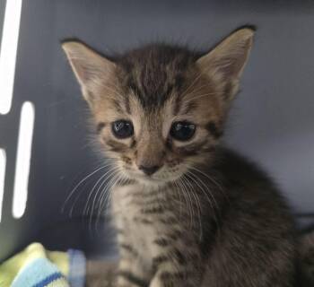 CAPTAIN -  Domestic Short Hair Cat Available for Adoption in Fort Lauderdale, Florida - CAPTAIN | PetCurious