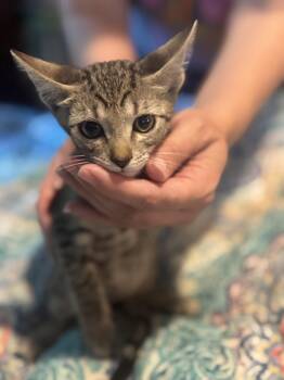 Sandy Bigelow -  Domestic Short Hair Cat for Adoption in Liverpool, Texas - Sandy Bigelow | PetCurious