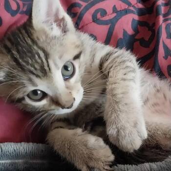 Loki -  Domestic Short Hair Cat for Adoption in Nampa, Idaho - Loki | PetCurious