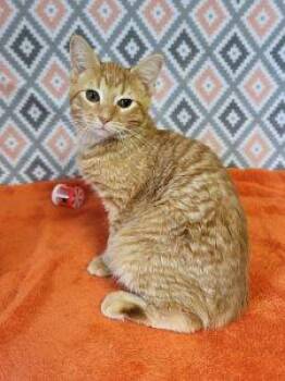 Preston -  Domestic Short Hair Cat for Adoption in Bucyrus, Ohio - Preston | PetCurious