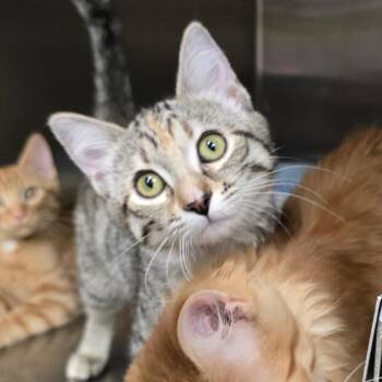 Scar -  Domestic Short Hair Cat for Adoption in Spokane, Washington - Scar | PetCurious