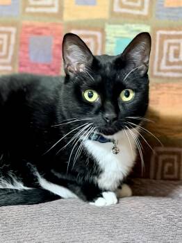 Minnie -  Tuxedo Cat for Adoption in Springfield, Missouri - Minnie | PetCurious