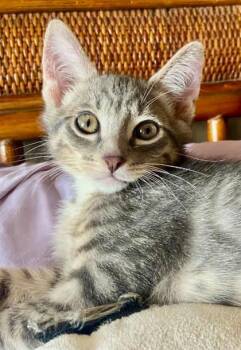 Sox -  Tabby Cat for Adoption in Newberg, Oregon - Sox | PetCurious