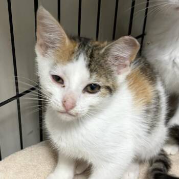 Nancy -  Domestic Short Hair Cat for Adoption in La Grange, Kentucky - Nancy | PetCurious