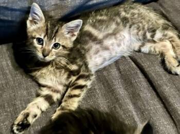 Rescue Domestic Short Hair Cats for Adoption in Fort Worth, Texas - Rajah (pre Adopt) | PetCurious