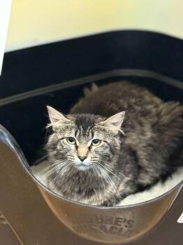 Jane -  Domestic Medium Hair Cat for Adoption in Thayne, Wyoming - Jane | PetCurious