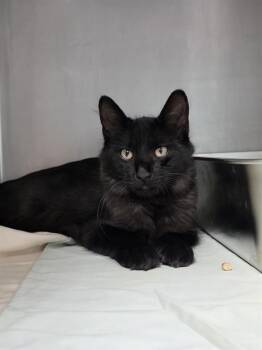YUMYULACK -  Domestic Short Hair Cat for Adoption in Fort Walton Beach, Florida - YUMYULACK | PetCurious