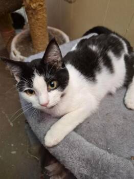 Smirnoff -  Domestic Short Hair Cat for Adoption in Stuart, Virginia - Smirnoff | PetCurious