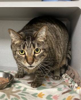 Rescue Domestic Short Hair Cats for Adoption in Osseo, Michigan - Opie | PetCurious