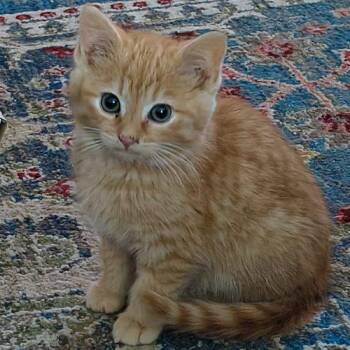 Tabby and Domestic Short Hair Cats Available for Adoption - Philippe | PetCurious