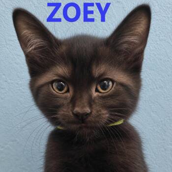 Domestic Short Hair Cats Available for Adoption in Hillsboro, Oregon - 3 Little Kittens Have No Mittens | PetCurious