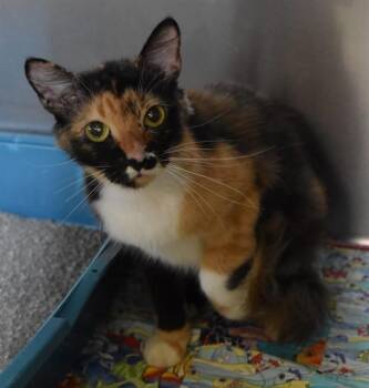 MADISON -  Domestic Short Hair Cat for Adoption in Sarasota, Florida - MADISON | PetCurious