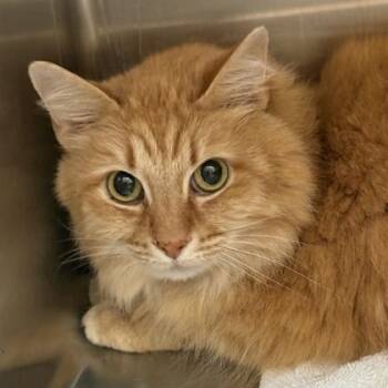 McKinley -  Domestic Medium Hair Cat for Adoption in Lansing, Michigan - McKinley | PetCurious