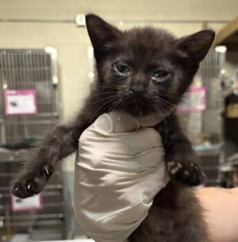 ORIOLE -  Domestic Short Hair Cat for Adoption in Pensacola, Florida - ORIOLE | PetCurious