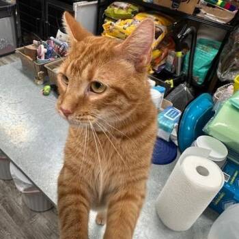 Zest -  Domestic Short Hair Cat for Adoption in Greensburg, Pennsylvania - Zest | PetCurious