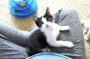 Silverstein -  Domestic Short Hair and Tuxedo Cat for Adoption in Greensboro, North Carolina - Silverstein | PetCurious