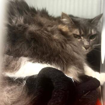 Ginata -  Domestic Long Hair Cat for Adoption in Wheeling, Illinois - Ginata | PetCurious