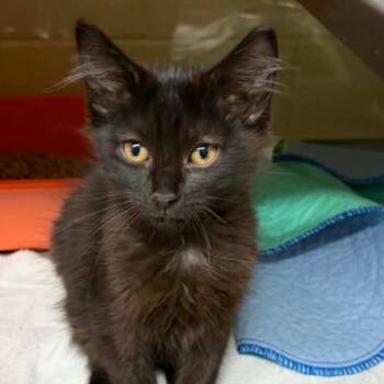 Spare Tire -  Domestic Long Hair Cat for Adoption in Concord, North Carolina - Spare Tire | PetCurious