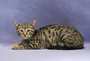 Rowan -  Domestic Short Hair Cat for Adoption in Overland Park, Kansas - Rowan | PetCurious