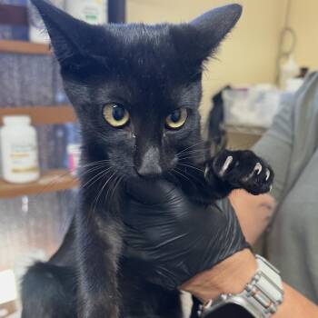 Vinny -  Domestic Short Hair Cat for Adoption in Corinth, Mississippi - Vinny | PetCurious