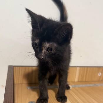 Clairo -  Domestic Short Hair Cat for Adoption in Tampa, Florida - Clairo | PetCurious