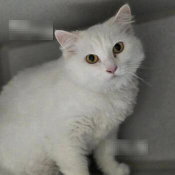 Domestic Medium Hair Cats Available for Adoption in Austin, Texas - Meringue | PetCurious