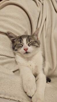 Charlie -  Domestic Short Hair Cat for Adoption in Milltown, New Jersey - Charlie | PetCurious