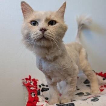 Tommy -  Domestic Long Hair Cat for Adoption in Rochester, Minnesota - Tommy | PetCurious