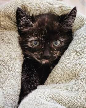 Calico Cats Available for Adoption in Phoenix, Arizona - Navy | PetCurious