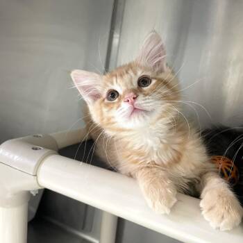 Tums -  Domestic Medium Hair Cat for Adoption in Carencro, Louisiana - Tums | PetCurious