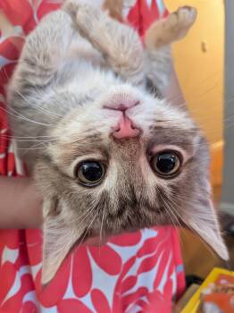 Stella -  Domestic Short Hair Cat for Adoption in Lenexa, Kansas - Stella | PetCurious