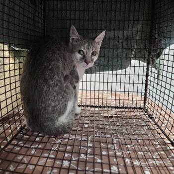 Domestic Short Hair Cats Available for Adoption - Enolia | PetCurious