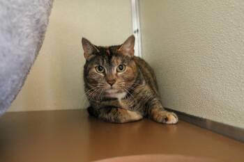 Calico Cats Available for Adoption in Mccall, Idaho - Aria | PetCurious