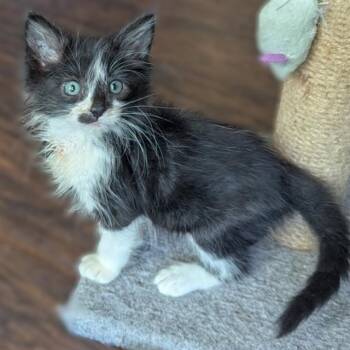 BAGHEERA -  Domestic Short Hair Cat for Adoption in San Antonio, Texas - BAGHEERA | PetCurious