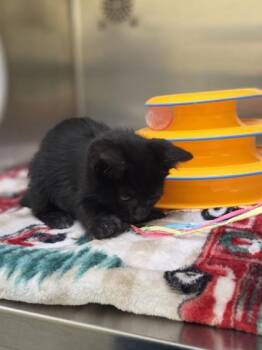 Kirk -  Domestic Short Hair Cat for Adoption in Westland, Michigan - Kirk | PetCurious