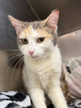Domestic Short Hair Cats Available for Adoption in Pomona, New York - Stephanie | PetCurious