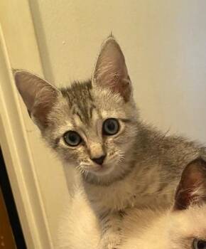 Sam -  Tabby Cat for Adoption in San Antonio, Texas - Sam | PetCurious