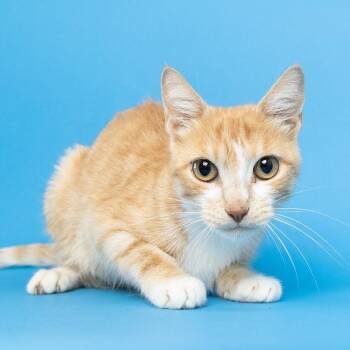 Gaia -  Domestic Short Hair Cat for Adoption in Franklin, Tennessee - Gaia | PetCurious