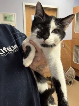 Rescue Domestic Short Hair Cats for Adoption in Chamblee, Georgia - Cherry | PetCurious