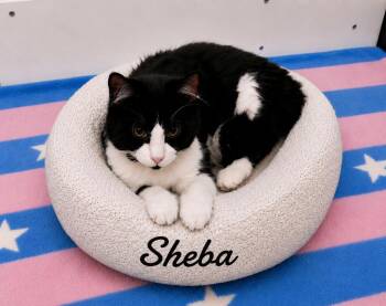 Sheba -  Tuxedo Cat for Adoption in Naugatuck, Connecticut - Sheba | PetCurious