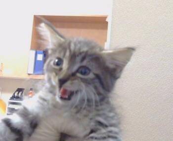 MILLIE -  Domestic Medium Hair Cat for Adoption in Sacramento, California - MILLIE | PetCurious