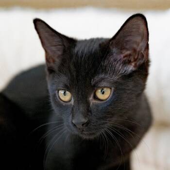 Megan -  Domestic Short Hair Cat for Adoption in Chapel Hill, North Carolina - Megan | PetCurious