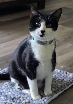 Aayla -  Domestic Short Hair and Tuxedo Cat for Adoption in Columbus, Minnesota - Aayla | PetCurious