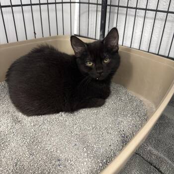 Binky -  Domestic Short Hair Cat for Adoption in Chaska, Minnesota - Binky | PetCurious