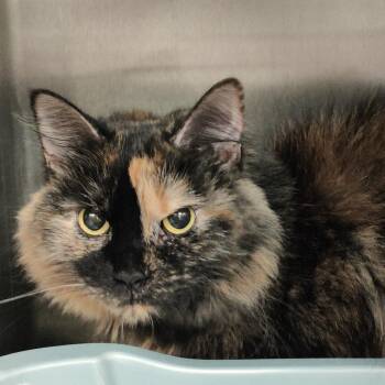 Kerfuffle -  Domestic Medium Hair Cat for Adoption in Baltimore, Maryland - Kerfuffle | PetCurious
