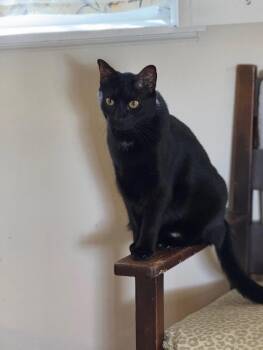 Lou -  Domestic Short Hair Cat for Adoption in Boynton Beach, Florida - Lou | PetCurious